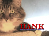 Hank, il gatto candidato per un seggio in Senato