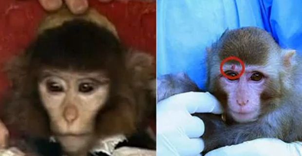 Il confronto fra le due fotografie scattate alla scimmietta in momenti diversi