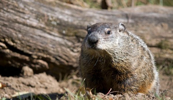 giorno della marmotta, marmotta