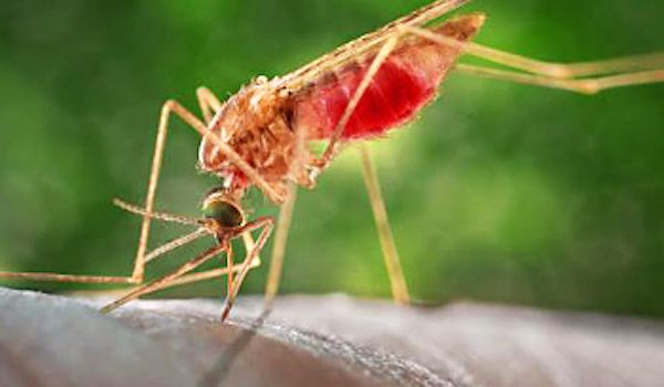 zanzara virus