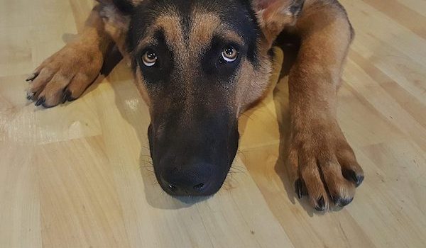capodanno cani