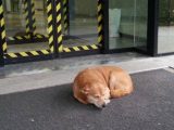 hachiko tolmezzo,, cane