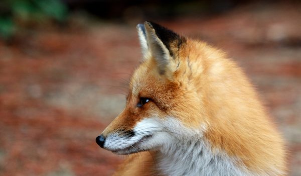 Norvegia, pelliccia, animali