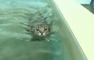 Il gatto che sfida l'acqua per tornare a correre