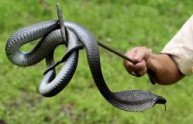 Arriva il "snakebuster" nel villaggio infestato dai serpenti
