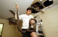 Australia, orgia di serpenti fa crollare i tetti di un club