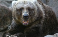 Abruzzo, orso dinanzi alla porta  messo in fuga dalle urla di una donna