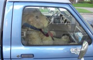 Un orso gli ruba la macchina e lo risarciscono col miele!