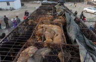Cina: bandito il festival "mangia-cani" in seguito alla protesta del web