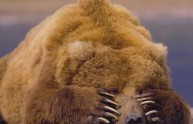 Giovane ragazza prende a pugni un orso bruno