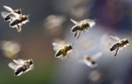 Stati Uniti: si ribalta tir, 20 milioni di api in fuga 