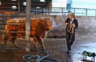 Piacenza, toro uccide due allevatori