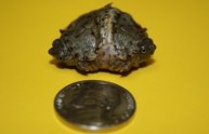 "Teeny" e "Tiny": la tartaruga a due teste dalle dimensioni di una monetina