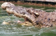 Un coccodrillo attacca due operai e perde due denti nella lotta