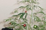 Pianta enorme di cannabis per fare l'albero di Natale: arrestato il proprietario