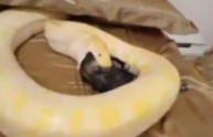 Dà un gattino in pasto al serpente: è caccia a chi ha pubblicato il video
