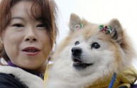 Muore in Giappone il cane più vecchio del mondo