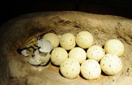 Scoperto in Sudafrica il più antico nido di dinosauri al mondo
