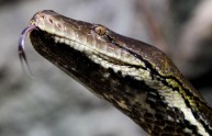 Serpente entra nella culla, bimbo di 1 anno lo uccide a morsi