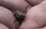 Scoperta la rana più piccola del mondo: 7 mm di lunghezza. Il video