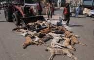 Napoli: 60 cani morti in riva al lago