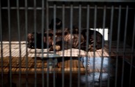 La Cina si ribella alle torture sugli orsi