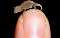 Scoperto in Madagascar il camaleonte più piccolo del mondo: si chiama Brookesia Micra. Le foto