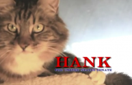 Hank, il gatto in corsa per un seggio al Senato. Il video
