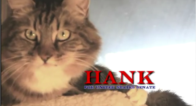 Hank, il gatto candidato per un seggio in Senato