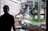 Scimmia gelosa attacca uomo allo zoo, il video