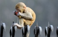 Monza, 900 scimmie condannate a morte: animalisti in rivolta