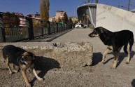 Cani randagi sbranano a morsi un anziano a Milano