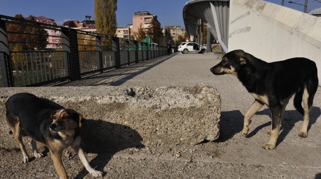 Cani randagi sbranano a morsi un anziano a Milano