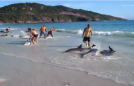 Turisti aiutano e salvano la vita a 30 delfini spiaggiati, il video