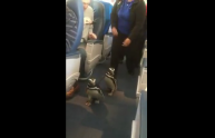Pinguini viaggiano su un volo di prima classe, il video