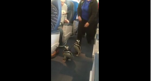 Pinguini a bordo di un aereo