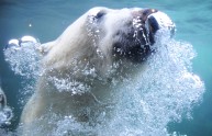 Gli orsi polari sono nati 600 mila anni fa