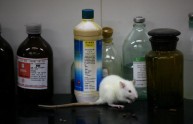 Un topo vale un bambino? Campagna shock per la vivisezione 