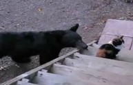 Gatto contro orso: il felino mostra chi è il boss. Il video