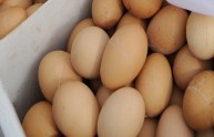 Ricetta cinese shock: uova cotte nell'urina di ragazzi vergini