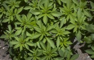 Cannabis usata contro il dolore anche in Campania