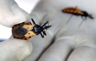 La malattia di Chagas: in arrivo l'AIDS del futuro?