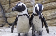 Inca e Rayas, i due pinguini gay, sono in attesa di un figlio