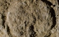 Disegni erotici di 37.000 anni fa trovati in Francia