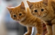 Seppellisce vivi 4 gattini e li uccide: impiegato denunciato