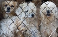 Cina, cani scuoiati e venduti al mercato (FOTO)