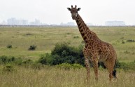 Travolto da una giraffa in corsa, 37enne in gravi condizioni