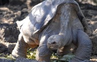 Muore Lonesome George, la tartaruga più vecchia delle Galapagos