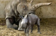 Nasce un rinoceronte bianco, festa allo zoo di Tel Aviv
