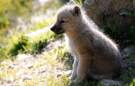 Cucciolo di lupo denutrito, salvato da un veterinario